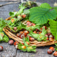 5 AMERICAN HAZELNUT TREE aka Filbert Corylus Americana Fruit Nut Seeds