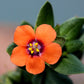 100 SCARLET PIMPERNEL (Adders Eyes) Anagallis Arvensis Flower Seeds