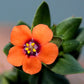 100 BLUE & SCARLET PIMPERNEL Anagallis Monellii Anagallis Arvensis Flower Seeds