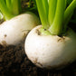 3000 SHOGOIN TURNIP White Japanese Brassica Rapa Root & Greens Vegetable Seeds