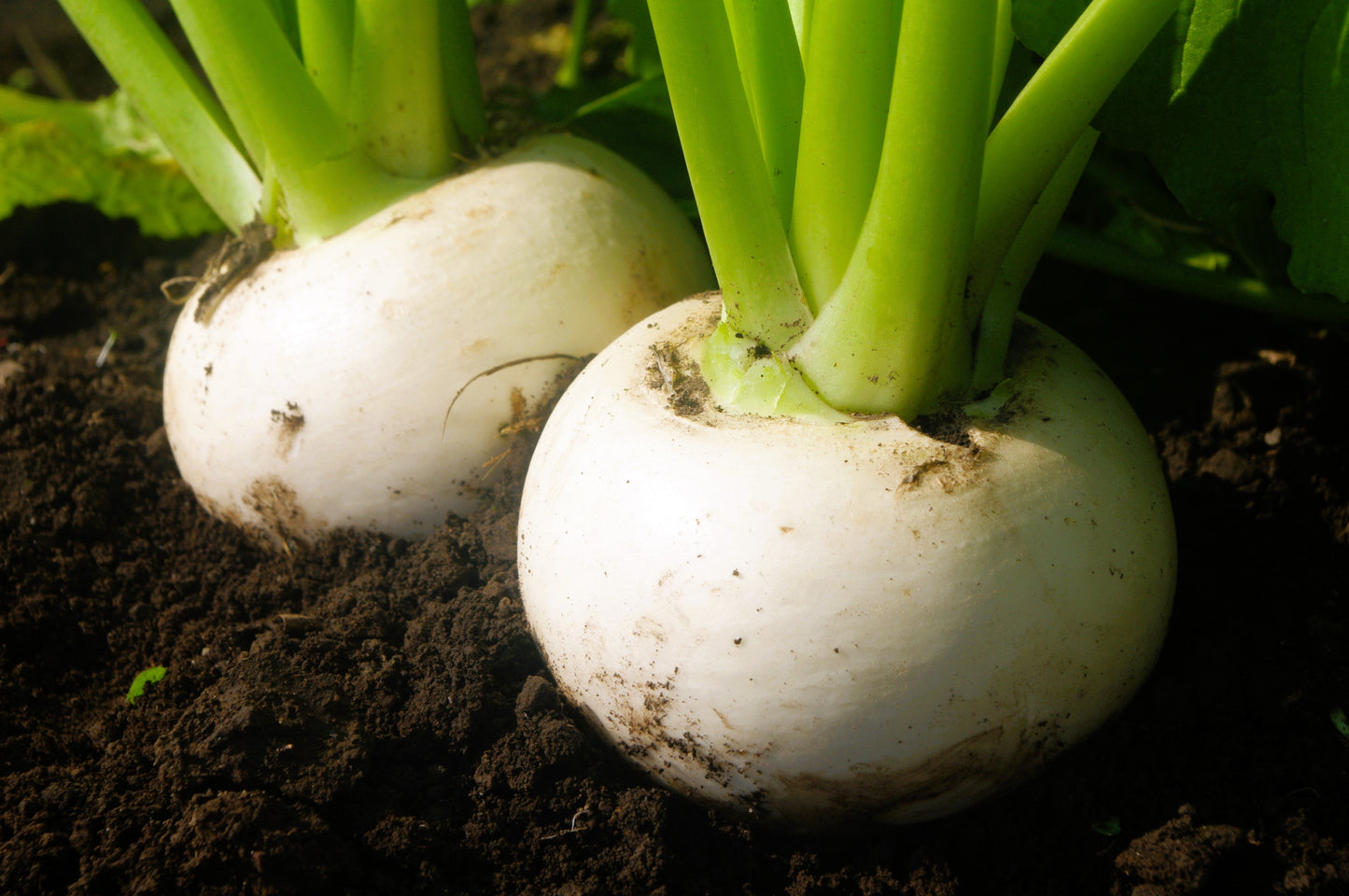 3000 SHOGOIN TURNIP White Japanese Brassica Rapa Root & Greens Vegetable Seeds