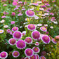 50 HI No MARU ASTER Double Red & White Callistephus Pompon Flower Seeds