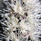 50 BLACK COHOSH Bugbane Actaea Racemosa Cimicifuga Bugbane Snakeroot Native White Shade Flower Herb Seeds