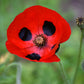 150 Red LADYBIRD POPPY Papaver Commutatum Scarlet Black Flower Seeds