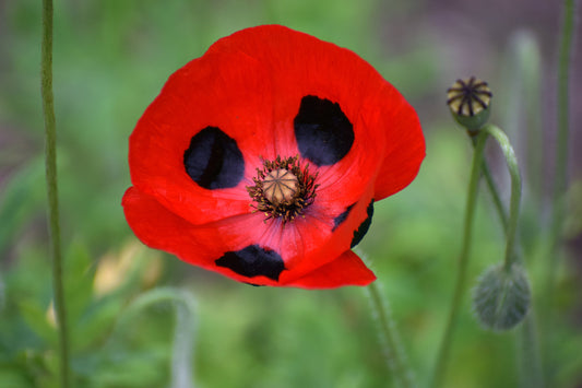 150 Red LADYBIRD POPPY Papaver Commutatum Scarlet Black Flower Seeds