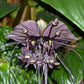 5 BLACK BAT FLOWER ( Cats Whiskers / Devil Flower ) Tacca Chantrieri Flower Seeds