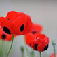 150 Red LADYBIRD POPPY Papaver Commutatum Scarlet Black Flower Seeds