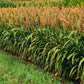 50 HONEY DRIP SORGHUM Bicolor Honey Drop Syrup Grain Vegetable Seeds