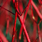 25 FIRE and ICE DOGWOOD Cornus Alba Shrub Tree Variegated Red Bark White Berry & Flower Seeds