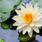3 Organic Mixed Colors LOTUS Nelumbo Nucifera Pond Water Lily Lilypad Blue Red Flower Large Seeds