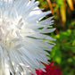 30 WHITE NEEDLE ASTER Callistephus Chinensis Unicom Flower Seeds