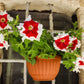 50 PICOTEE MIX PETUNIA Multiflora Mixed Colors Bicolor White Blue Purple Pink Red Flower Seeds