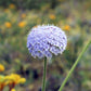 100 Organic BLUE LACE FLOWER aka Didiscus & Island Daisy Trachymene Coerulea Flower Seeds