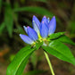200 BOTTLE GENTIAN (Closed or Blind Gentian / Cloistered Heart) Gentiana Andrewsii Flower Seeds