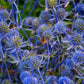 25 BLUE Star SEA HOLLY Eryngium Alpinum Flower Seeds