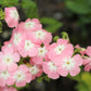 100 PHLOX OF SHEEP Pastel Mix Phlox Drummondii Multicolor Flower Seeds
