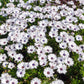 50 WHITE AFRICAN Cape DAISY Dimorphotheca Sinuata Flower Seeds