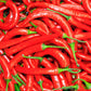 300 LONG Red CAYENNE PEPPER Hot Capsicum Annuum Vegetable Seeds