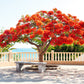 10 ROYAL POINCIANA TREE Delonix Regia aka Red Flame Flamboyant Tree Peacock Flower Seeds