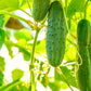 200 MARKETMORE 76 SLICING CUCUMBER Fruit Cucumis Sativus Seeds