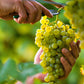 50 GREEN (Dessert / Table) GRAPE Vitis Vinifera Fruit Vine Seeds