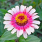 250 ZIN MASTER ZINNIA Mix Elegans Mixed Colors Flower Seeds