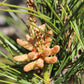 10 Japanese BLACK PINE TREE Evergreen Pinus Thunbergii Seeds