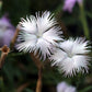 1000 FRINGED PINKS DIANTHUS Superbus White Pink Purple Flower Seeds
