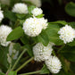 50 GLOBE AMARANTH MIX Gomphrena Globosa Mixed Colors Amaranthus Flower Seeds