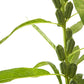 1500 BLACK SESAME Sesamum Indicum Vegetable Flower Seeds