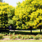 10 GOLDEN RAIN TREE Goldenrain Koelreuteria Paniculata Yellow Flower Seeds