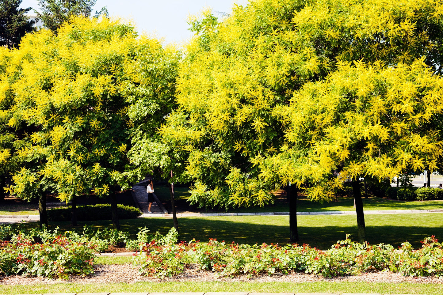 10 GOLDEN RAIN TREE Goldenrain Koelreuteria Paniculata Yellow Flower Seeds