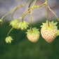 100 WHITE SOUL STRAWBERRY Fragaria Vesca Fruit Flower Berry Seeds