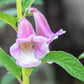 1500 BLACK SESAME Sesamum Indicum Vegetable Flower Seeds