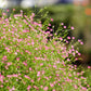 350 RED BABYS BREATH Gypsophila Elegans Baby's Breath Flower Seeds