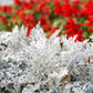 300 SILVERDUST DUSTY MILLER Cineraria Maritima Jacobaea Senecio Flower Seeds