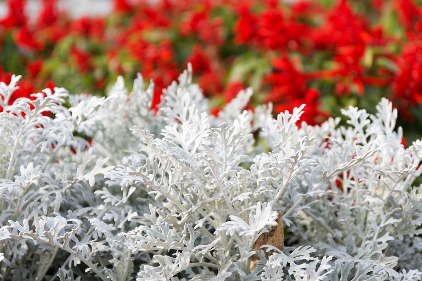 300 SILVERDUST DUSTY MILLER Cineraria Maritima Jacobaea Senecio Flower Seeds