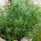 50 UMBRELLA PALM TREE Cyperus Involucratus Papayrus Sedge Seeds