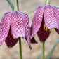 10 CHECKER LILY Fritillaria Affinis Chocolate Mission Bells Flower Seeds