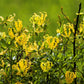 10 YELLOW GLORIOSA LILY Flame Lily Gloriosa Lutea Flower Vine Seeds