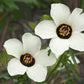 10 SIMPLY LOVE HIBISCUS (Flower of the Hour / Baldder Hibiscus) Hibiscus Trionum Flower Seeds