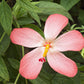 40 AMBRETTE / MUSK MALLOW Hibiscus Abelmoschus Moschatus Flower Seeds