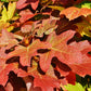 40 White OAK LEAF HYDRANGEA Quercifolia Shrub Flower Seeds