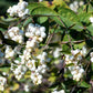 25 COMMON SNOWBERRY - WHITE Berries Pink Flowers Symphoricarpos Alba Shrub Seeds