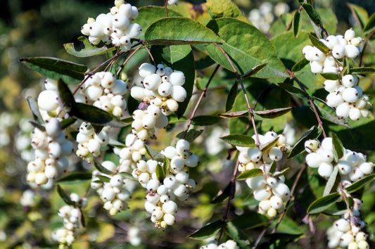 25 COMMON SNOWBERRY - WHITE Berries Pink Flowers Symphoricarpos Alba Shrub Seeds