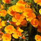 1000 ORANGE CALIFORNIA POPPY Eschscholzia Californica Flower Seeds