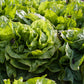 250 SUGAR LOAF ENDIVE Radicchio Escarole Cichorium Intybus Green Vegetable Seeds