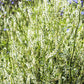 1500 WHITE Blossom SWEET CLOVER Melilotus Officinalis Alba Albus Sweetclover Honey Clover Flower Seeds