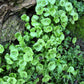 100 MINER'S LETTUCE Winter Purslane Spinach Claytonia Perfoliata Vegetable Seeds