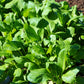 1500 SPINACH MUSTARD TENDERGREEN Komatsuna Greens Brassica Rapa Vegetable Seeds